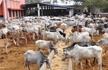 Cant kill in name of cow, says PM Modi but as CM gau rakshaks thrived in his Gujarat